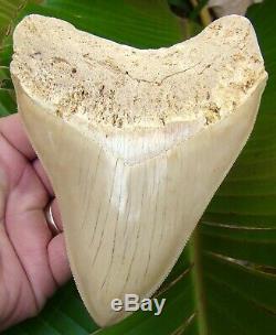 Megalodon Shark Tooth 5 & 9/16 in. MUSEUM SOUTH EAST ASIAN NO RESTO