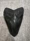 Megalodon Shark Tooth 5 Inch Teeth Fossil White From Jaw. Authentic Collector