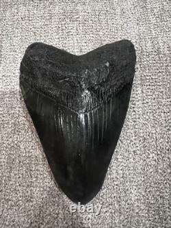 Megalodon Shark Tooth 5 Inch Teeth Fossil White From Jaw. Authentic collector