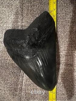 Megalodon Shark Tooth 5 Inch Teeth Fossil White From Jaw. Authentic collector