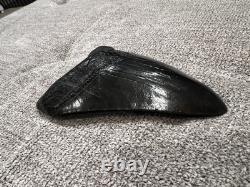 Megalodon Shark Tooth 5 Inch Teeth Fossil White From Jaw. Authentic collector