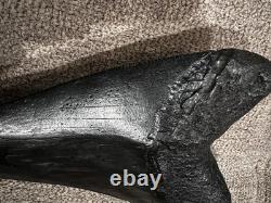 Megalodon Shark Tooth 5 Inch Teeth Fossil White From Jaw. Authentic collector