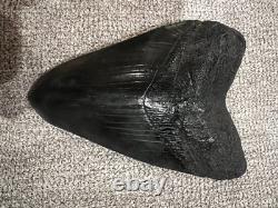 Megalodon Shark Tooth 5 Inch Teeth Fossil White From Jaw. Authentic collector