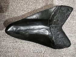 Megalodon Shark Tooth 5 Inch Teeth Fossil White From Jaw. Authentic collector