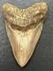 Megalodon Shark Tooth 5 Lower All Natural Indonesian Shark Tooth Fossil