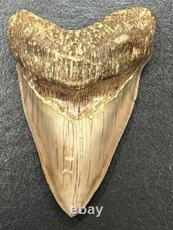 Megalodon Shark Tooth 5 Lower ALL NATURAL Indonesian Shark Tooth Fossil