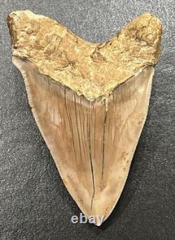 Megalodon Shark Tooth 5 Lower ALL NATURAL Indonesian Shark Tooth Fossil