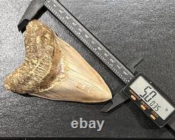 Megalodon Shark Tooth 5 Lower ALL NATURAL Indonesian Shark Tooth Fossil
