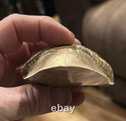 Megalodon Shark Tooth 5 Lower ALL NATURAL Indonesian Shark Tooth Fossil