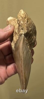 Megalodon Shark Tooth 5 Lower ALL NATURAL Indonesian Shark Tooth Fossil