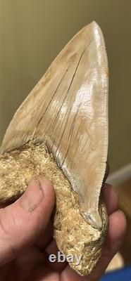 Megalodon Shark Tooth 5 Lower ALL NATURAL Indonesian Shark Tooth Fossil