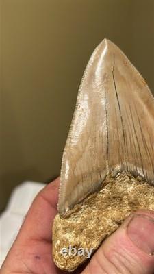 Megalodon Shark Tooth 5 Lower ALL NATURAL Indonesian Shark Tooth Fossil