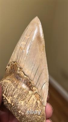 Megalodon Shark Tooth 5 Lower ALL NATURAL Indonesian Shark Tooth Fossil