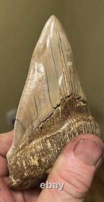 Megalodon Shark Tooth 5 Lower ALL NATURAL Indonesian Shark Tooth Fossil