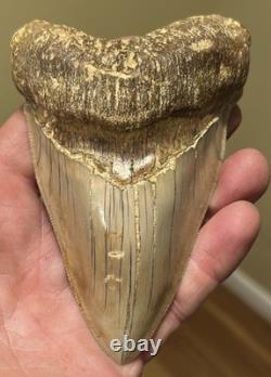 Megalodon Shark Tooth 5 Lower ALL NATURAL Indonesian Shark Tooth Fossil