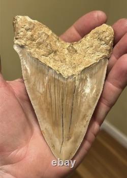 Megalodon Shark Tooth 5 Lower ALL NATURAL Indonesian Shark Tooth Fossil