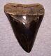 Megalodon Shark Tooth 5 Shark Teeth Fossil Stunning Color Giant Polished Jaw