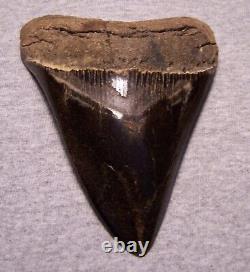 Megalodon Shark Tooth 5 Shark Teeth Fossil Stunning Color Giant Polished Jaw