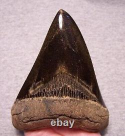 Megalodon Shark Tooth 5 Shark Teeth Fossil Stunning Color Giant Polished Jaw