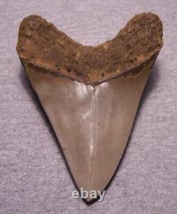 Megalodon Shark Tooth 5 Shark Teeth Fossil Stunning Color Giant Polished Jaw