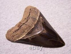 Megalodon Shark Tooth 5 Shark Teeth Fossil Stunning Color Giant Polished Jaw