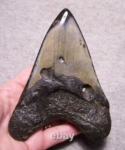 Megalodon Shark Tooth 5 Sharks Teeth Fossil Stunning Diamond Polished Giant