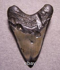 Megalodon Shark Tooth 5 Sharks Teeth Fossil Stunning Diamond Polished Giant