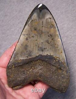 Megalodon Shark Tooth 5 Teeth Jaw Huge Fossil Stunning Color Polished Giant