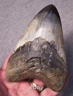 Megalodon Shark Tooth 5 Teeth Jaw Huge Fossil Stunning Color Polished Huge