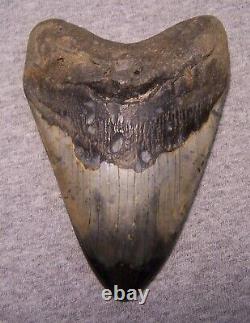 Megalodon Shark Tooth 5 Teeth Jaw Huge Fossil Stunning Color Polished Huge