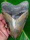 Megalodon Shark Tooth 5 In. Camouflage Real Fossil No Restorations