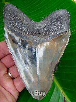 Megalodon Shark Tooth 5 in. CAMOUFLAGE REAL FOSSIL NO RESTORATIONS