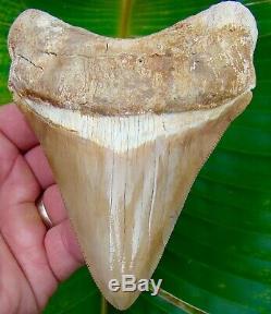 Megalodon Shark Tooth 5 in. COLORFUL PERUVIAN ULTRA RARE PERU