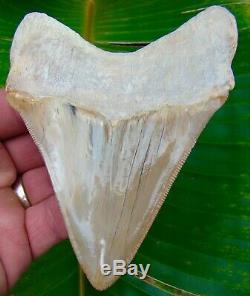 Megalodon Shark Tooth 5 in. COLORFUL PERUVIAN ULTRA RARE PERU