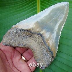Megalodon Shark Tooth 5 in. FLAWLESS SERRATIONS REAL FOSSIL SC RIVER