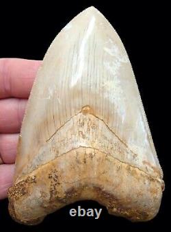Megalodon Shark Tooth 5 in. HIGH GRADE INDONESIAN NO RESTORATION