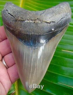 Megalodon Shark Tooth 5 in. MUSEUM QUALITY NO RESTORATIONS