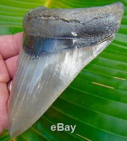 Megalodon Shark Tooth 5 in. MUSEUM QUALITY NO RESTORATIONS