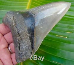 Megalodon Shark Tooth 5 in. MUSEUM QUALITY NO RESTORATIONS