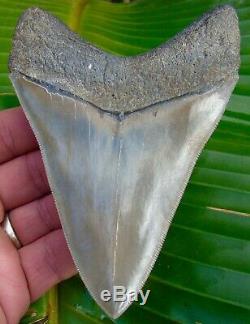 Megalodon Shark Tooth 5 in. MUSEUM QUALITY NO RESTORATIONS