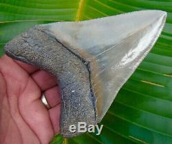 Megalodon Shark Tooth 5 in. MUSEUM QUALITY NO RESTORATIONS