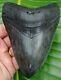 Megalodon Shark Tooth 5 In. Real Fossil Not Fake No Restoration