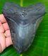 Megalodon Shark Tooth 5 In. Real Fossil Not Fake No Restoration