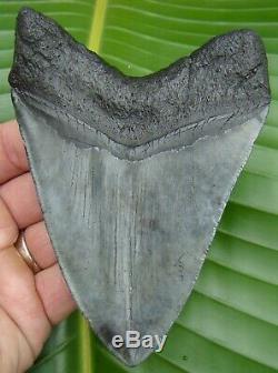 Megalodon Shark Tooth 5 in. REAL FOSSIL NOT FAKE NO RESTORATION
