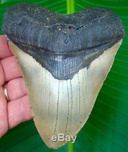 Megalodon Shark Tooth 5 in. REAL Fossil Sharks Teeth NO RESTORATIONS