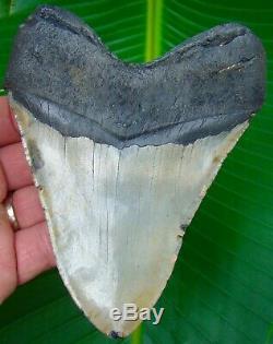 Megalodon Shark Tooth 5 in. REAL Fossil Sharks Teeth NO RESTORATIONS
