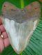 Megalodon Shark Tooth 5 In. Serrated Real Fossil No Restorations