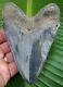 Megalodon Shark Tooth 5 In. Serrated Real Fossil No Restorations