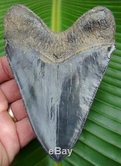 Megalodon Shark Tooth 5 in. SERRATED REAL FOSSIL NO RESTORATIONS