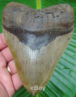 Megalodon Shark Tooth 5 in. SERRATED REAL FOSSIL NO RESTORATIONS